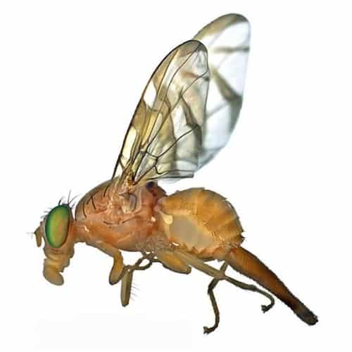 FREE Mexican Fruit Fly Temporary Tattoo